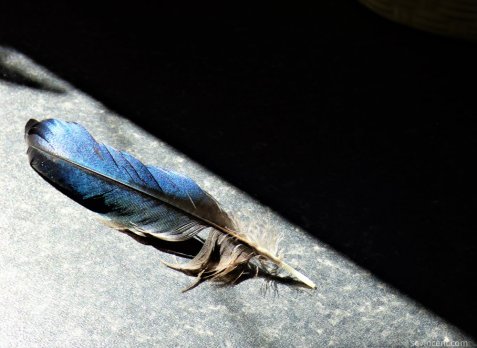A blue feather