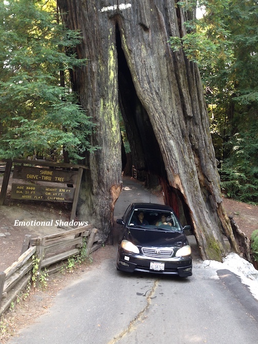 Drive through tree