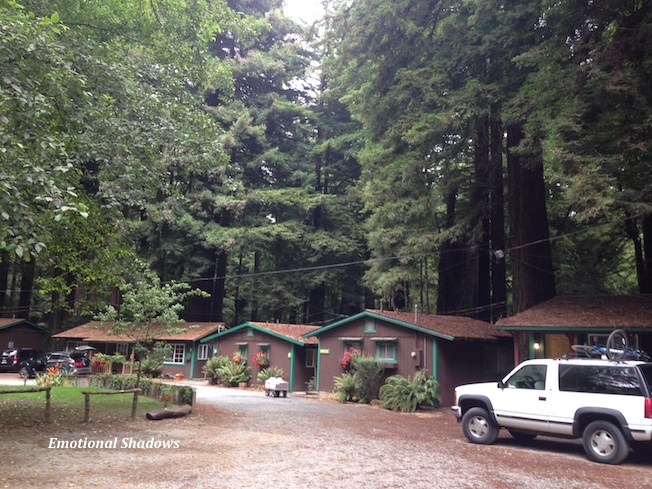 Cabins in the midst of sequoias