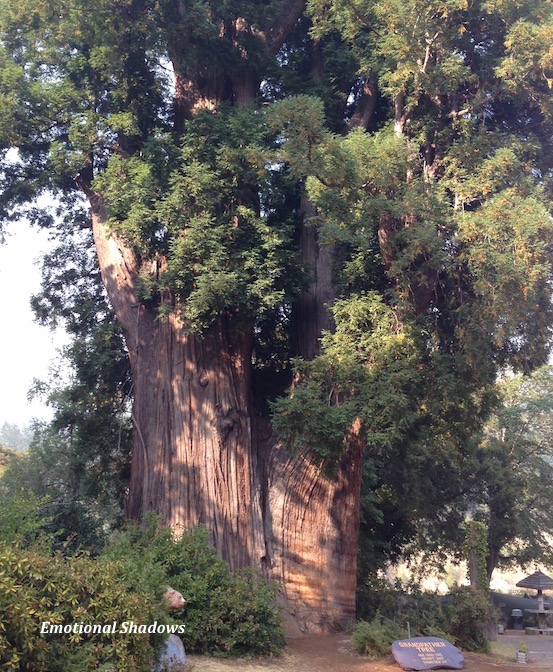 World famous Grandfather Tree
