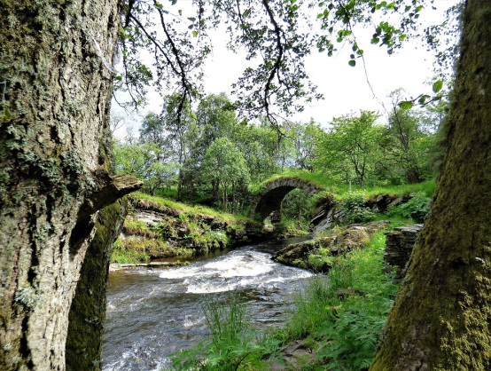 Brook surrounded by green cover